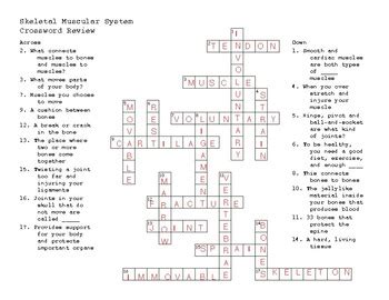 Skeletal Muscular System Crossword Puzzle BJU Science 4 By Savannah Brown