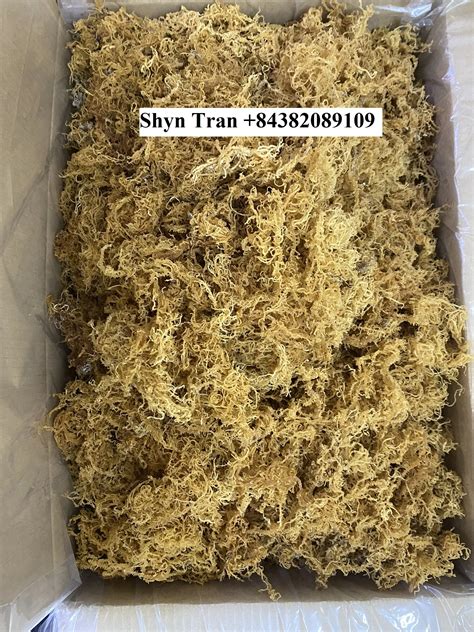 Gold Sea Moss 100 Natural Irish Moss Jamaican Sea Moss From Vietnam