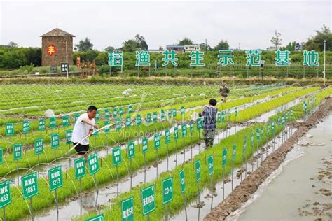 四川遂宁：优良水稻基地育秧忙 人民图片网