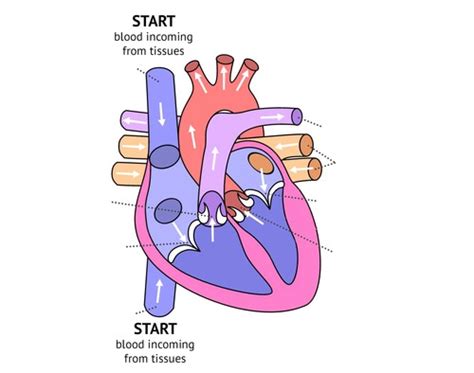 Circulatory System Flashcards Quizlet