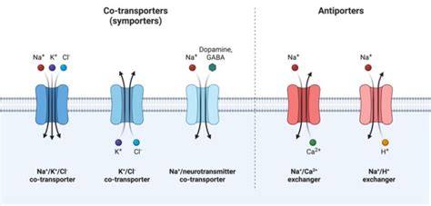 Active Transport: Definition, Types, & Examples I NotesBard