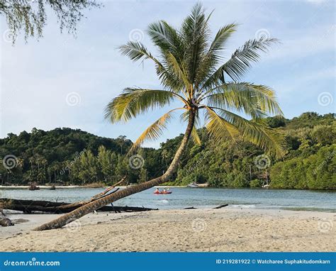 Scenery Of Coconut Tree Leaning On The Beach Of Koh Kood In Thailand