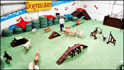 Dog Daycare Play Equipment Dog Daycare Design Dog Daycare Dog