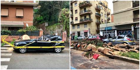 Un Albero Cade A Viale Tirreno Distrutte Sei Auto Parcheggiate