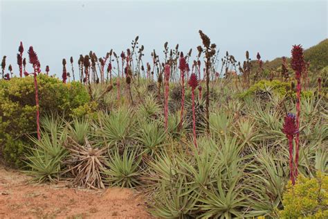 Puya Venusta Chagual Chico Conjunto De Puya Venusta Cha Flickr