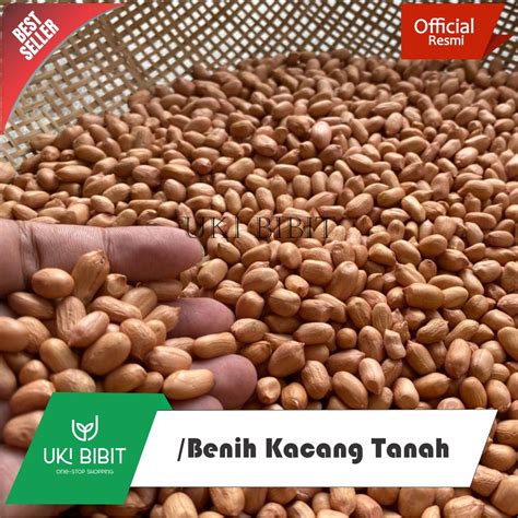 Jual 1 Kg Benih Kacang Tanah Kupas SIAP TANAM Shopee Indonesia