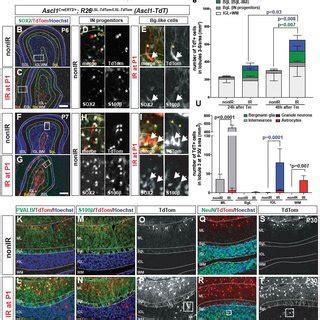 Injury Induced Ascl Bgl Neps Give Rise To Gcs And Astrocytes But Not