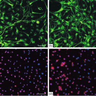 A C Neuronal Differentiation Of Mouse Neural Stem Cells On Quartz