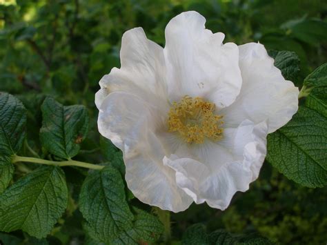 Rosa rugosa 'Alba' | Plants Direct – Victoria, BC