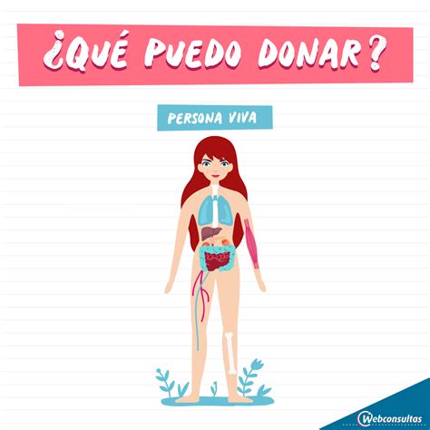 Requisitos Para Ser Donante De Rganos Y Tejidos Y Qu Se Puede Donar