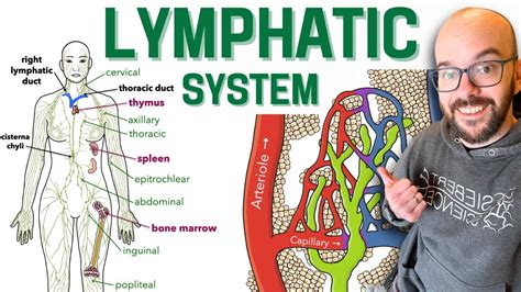 Lymphatic System Youtube