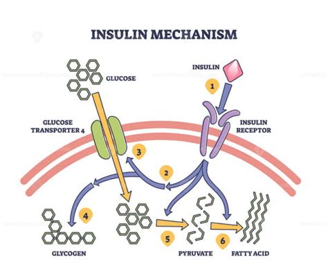 Insulin mechanism explanation with medical process steps outline ...