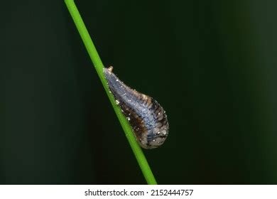 289 Hoverfly Larvae Images, Stock Photos & Vectors | Shutterstock