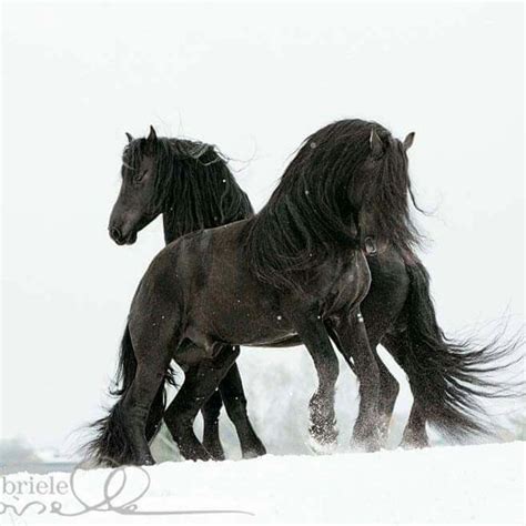 Pin Von Val Park Auf Horses Friesenpferde Pferde Fotografie Tierbilder