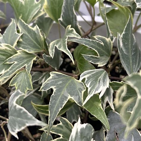 Hedera Helix Glacier Baltic Ivy From Babikow Wholesale Nursery