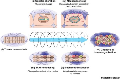 Mechanical Regulation Of Transcription Recent Advances Trends In Cell