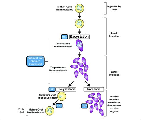 Entamoeba Histolytica Diagram