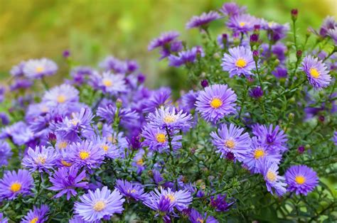 Aster Flower Meaning, Symbolism, Popular Types, And Uses, 47% OFF