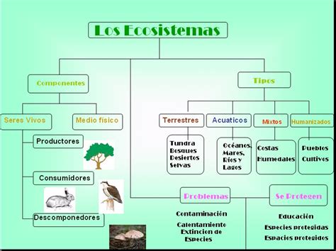 Mapa Conceptual Sobre Los Ecosistemas Book Jb R