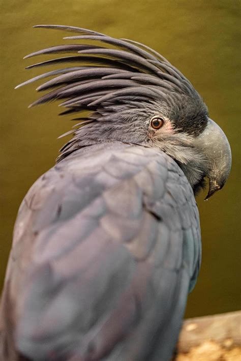 Palm Cockatoo on branch 14261504 Stock Photo at Vecteezy