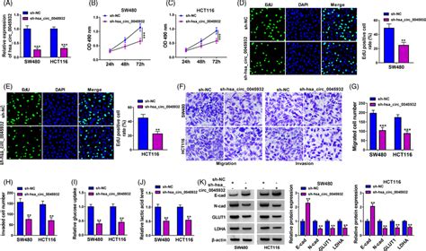 Hsa Circ Knockdown Could Suppress Crc Cell Malignant Behaviors