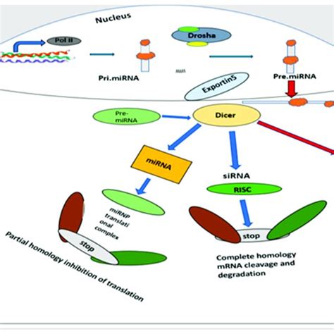 Schematic Representation Of Mechanism Of Gene Silencing By Mirnas And