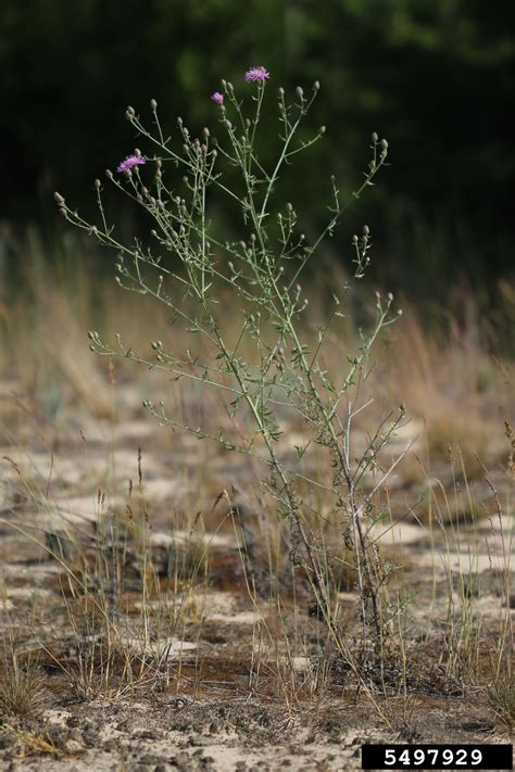 Spotted Knapweed Centaurea Stoebe Weedwise Program