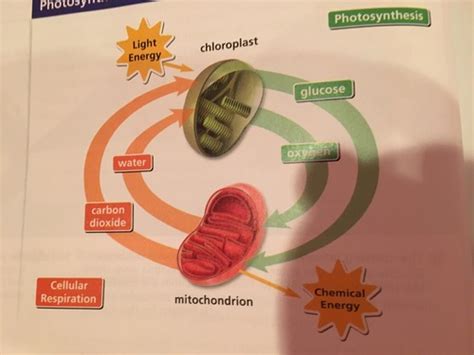 Photosynthesis And Cellular Respiration Flashcards Quizlet