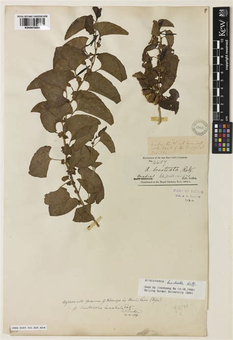 Aristolochia Bracteolata Lam Plants Of The World Online Kew Science