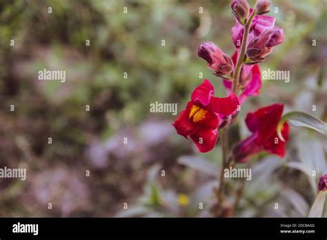 Snapdragon Flower Hi Res Stock Photography And Images Alamy