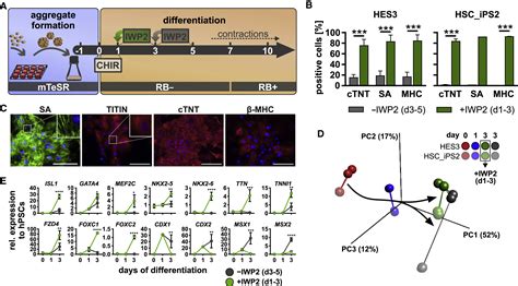 Continuous Wnt Control Enables Advanced Hpsc Cardiac Processing And