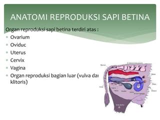 Anatomi reproduksi jantan dan betina pada sapi dan babi | PPT