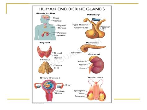 Human Endocrine Glands And Their Secretions N Functions