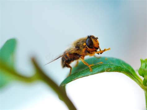 Honey bee and pollen stock image. Image of body, flower - 141513655