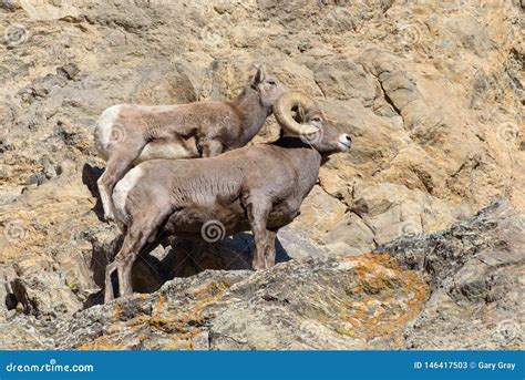 Wild Colorado Rocky Mountain Bighorn Sheep Stock Image - Image of mating, mountain: 146417503