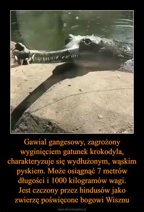 Gawial gangesowy zagrożony wyginięciem gatunek krokodyla