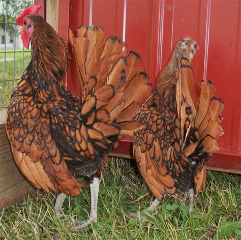 Golden Sebright Bantams Bantam Chicks Cackle Hatchery®