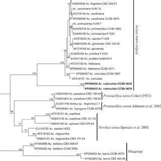 Maximum Likelihood Tree Inferred From ITS RDNA Sequences Of Isolates Of