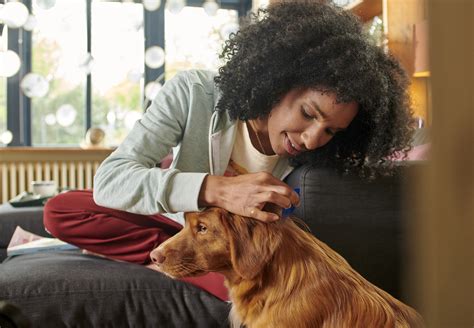 how to check for fleas on dog 1