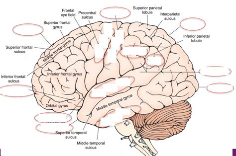 Neuro Quiz 10 Cerebral Lobe Diagram Diagram Quizlet