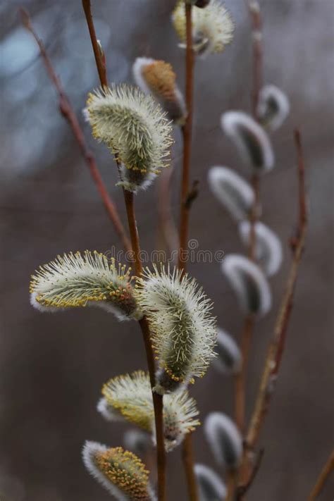 Pussy Willows In Spring A Beauty Of Easter Time Stock Photo Image Of