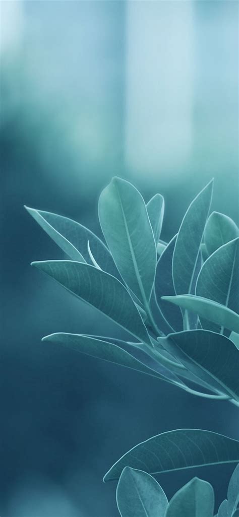 Green Leaves iPhone Wallpapers Free Download