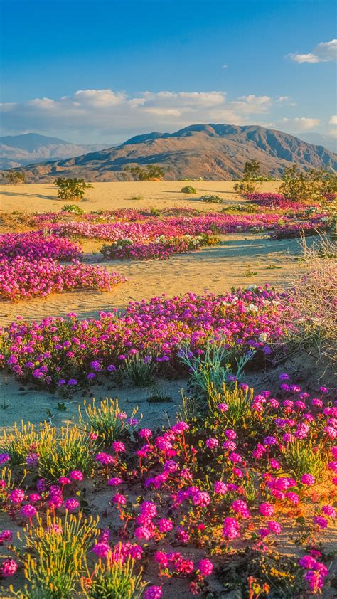 Spring Wildflowers In Anza Borrego Desert State Park California Usa Windows Spotlight Images