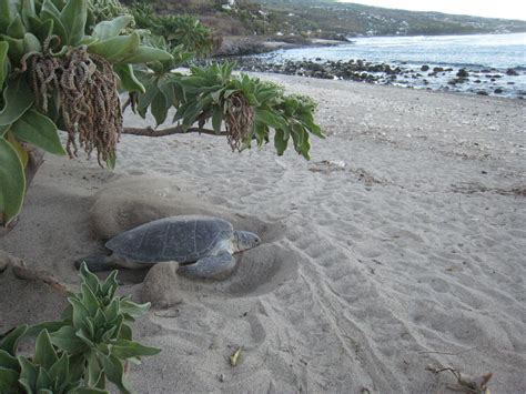 Univet nature engagé pour la protection des tortues marines Des