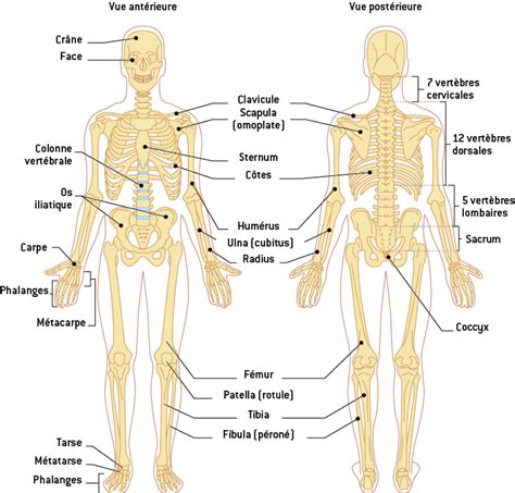 L Organisation G N Rale Du Squelette Digischool