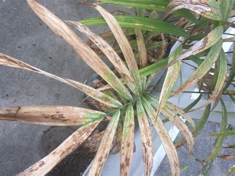 Diseasefungal Problem Discussing Palm Trees Worldwide Palmtalk