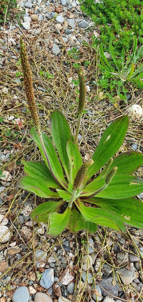 Swamp Plantain From Buller District West Coast New Zealand On