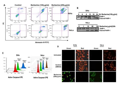 Berberine Induces Apoptosis Activation Of Caspase 3 And Loss Of