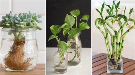 Plantes Que Vous Pouvez Conserver Dans Des Pots Remplis Deau