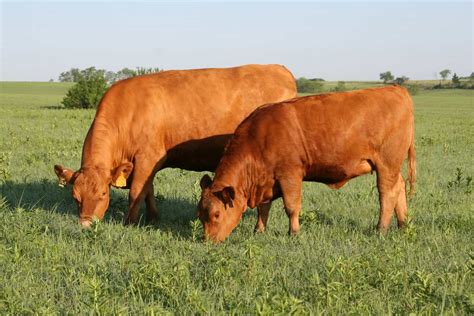 Gelbvieh Cattle: Breed Profile, Characteristics and More